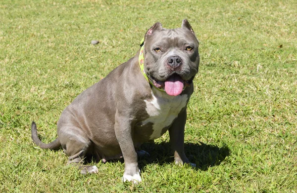 Gray bully breed dog sitting on the grass — 스톡 사진