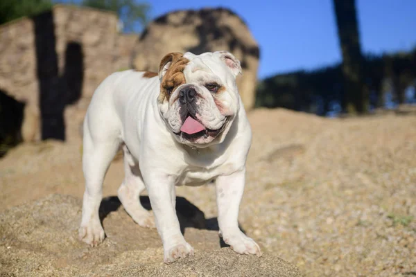 Bulldog posando en el desierto de Arizona — Foto de Stock