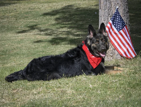 German shepherd at the park with the American Flag 图库图片