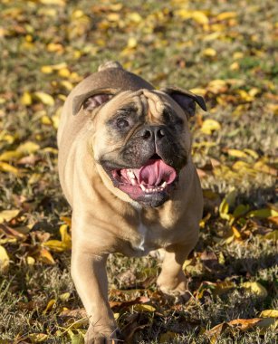 Tek gözle gülümseyen kör bulldog.