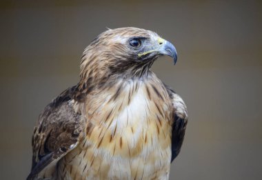 Profilde kırmızı kuyruklu şahinin yakın plan görüntüsü