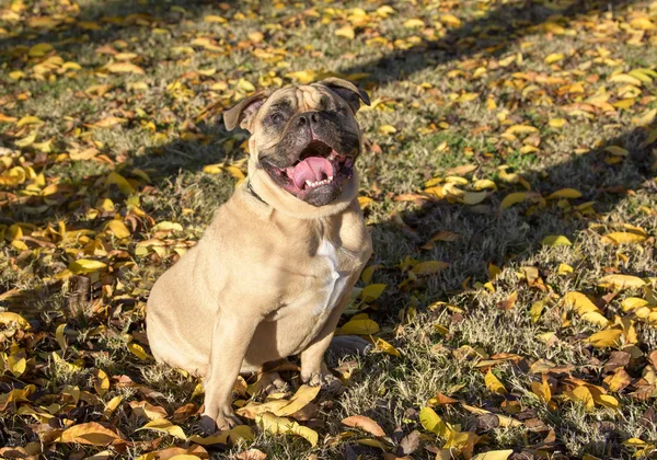 Bulldog ciego sentado en la hierba en el parque —  Fotos de Stock