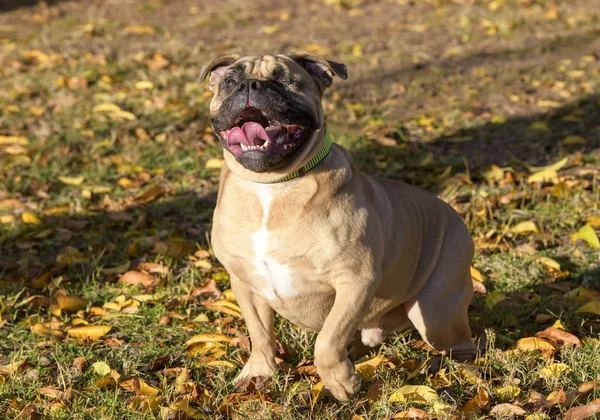 Blind bulldog always smiling and looking up — Stock Photo, Image