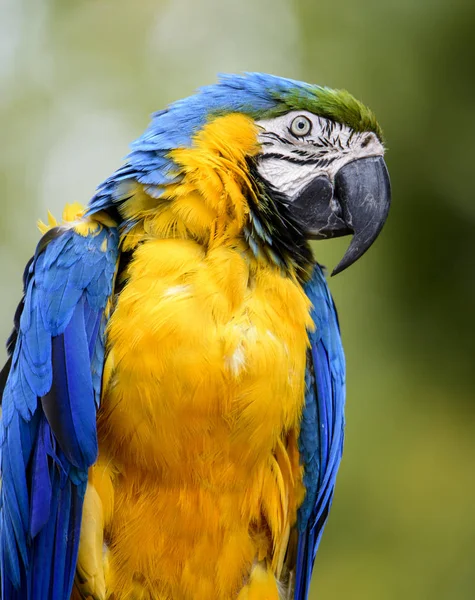 Modrá a zlatá Macaw zblízka — Stock fotografie