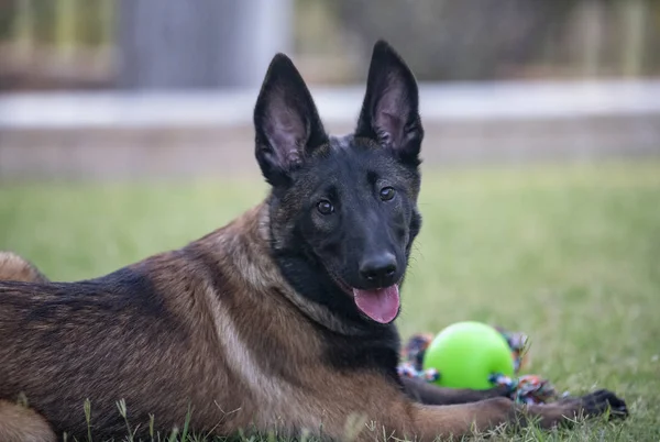 Belgijski szczeniak Malinois z piłką — Zdjęcie stockowe