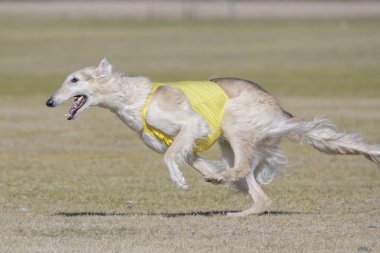 Rus Borzoi köpeği yem rotasında.