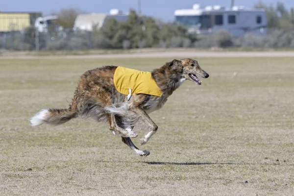 Borzoi hound four paws off the ground running — Stock Photo, Image