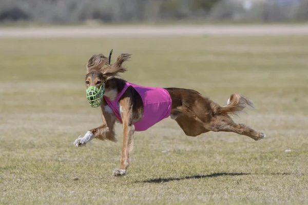 Saluki hledající psa na lákavém kurzu — Stock fotografie