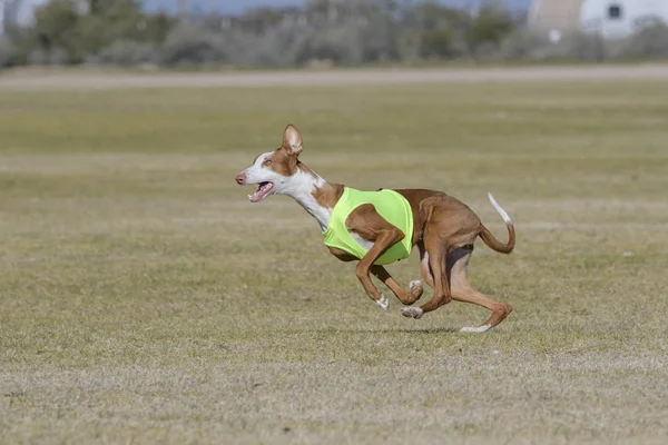 Ίμπιζα κυνηγόσκυλο τρέχει μια πορεία θέλγητρο — Φωτογραφία Αρχείου