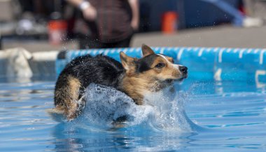 Pembroke corgi landing in the water
