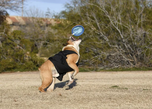 Bulldog indossa un mantello che sta per prendere un disco — Foto Stock