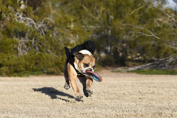 English bulldog catching a disc — Stock Photo, Image