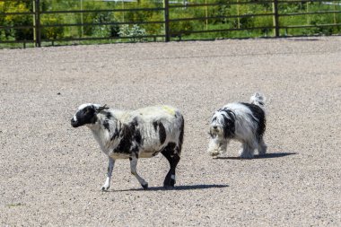 Polonya Ovası Çoban Köpeği bir koyun gütme duruşmasında