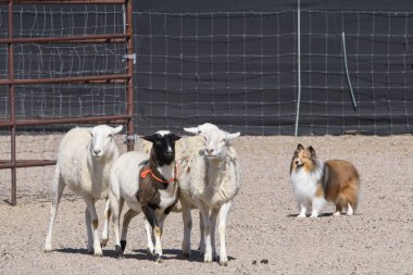 Sheltie bir duruşmada arenada koyun güdüyor.