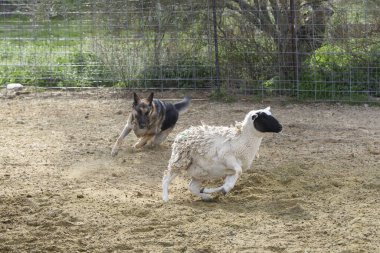 Bir koyun güden Alman çoban köpeği.