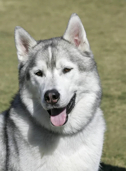 Husky Sibérien Parc Posant Sur Herbe — Photo