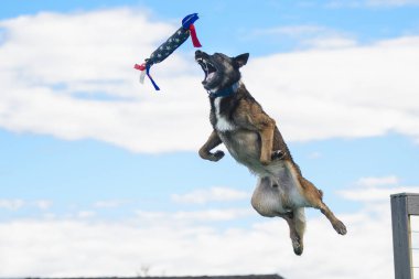 Malinois bir rıhtım dalışında havada oyuncak yakalıyor.