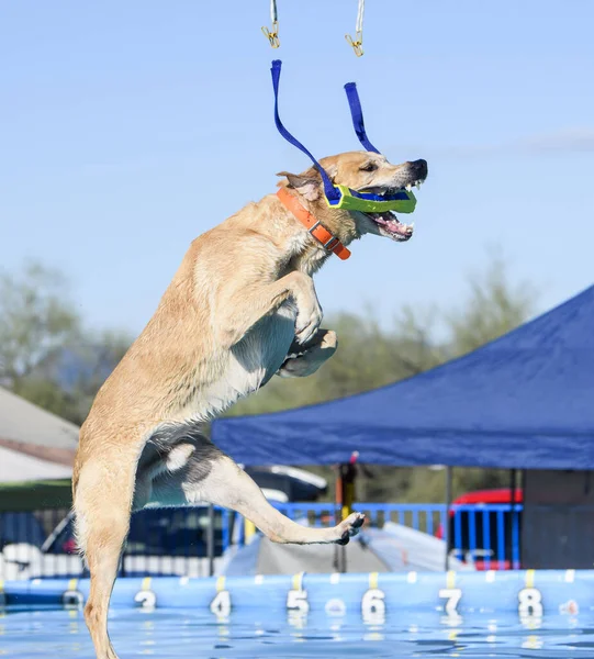 Rıhtımda dalış yaparken havuza inerken köpek oyuncak yakalıyor.
