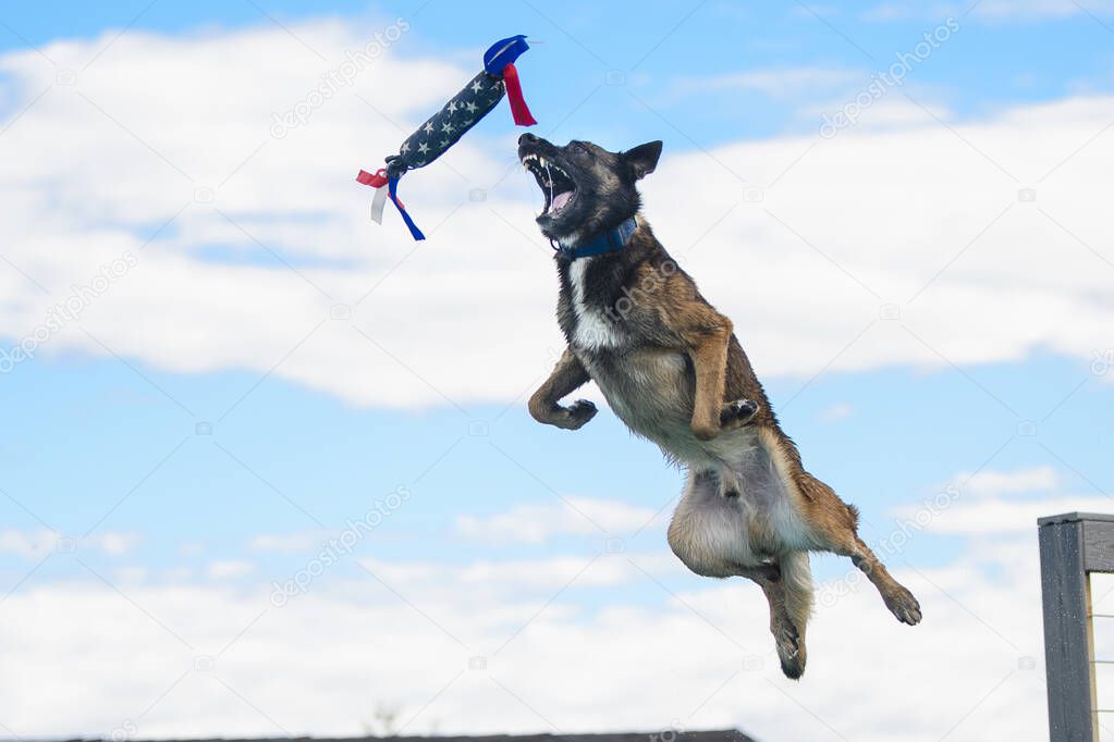 Malinois catching a toy in mid-air at a dock diving event
