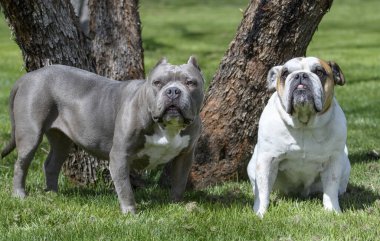 Doğal, açık hava portresi bir pitbull ve çimlerin arasındaki parkta bir bulldog.