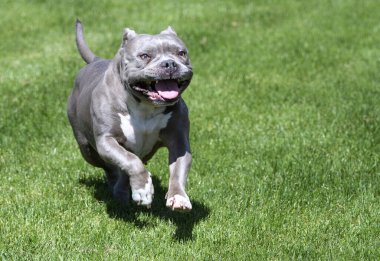 Parktaki çimlerde koşan gülen pitbull.