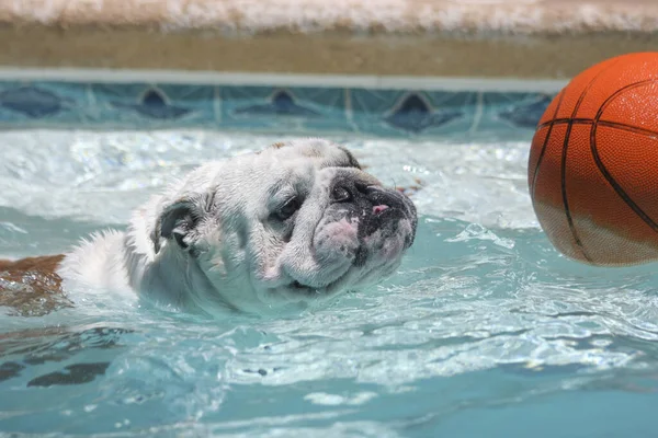 Bulldog Inglese Nuotare Una Piscina Basket — Foto Stock