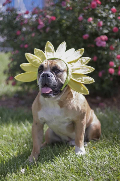 Retrato Bulldog Frente Flores Vestidas Como Una Flor Para Primavera — Foto de Stock