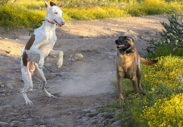 Ibizan Een Belgische Malinois Spelen Een Onverharde Weg Woestijn — Stockfoto