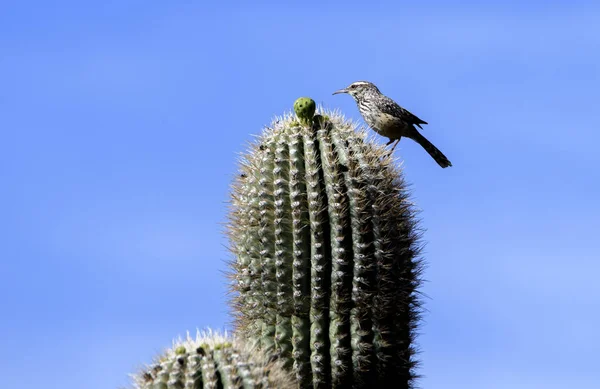 Cactus Wren Sommet Cactus Saguaro Dans Désert — Photo