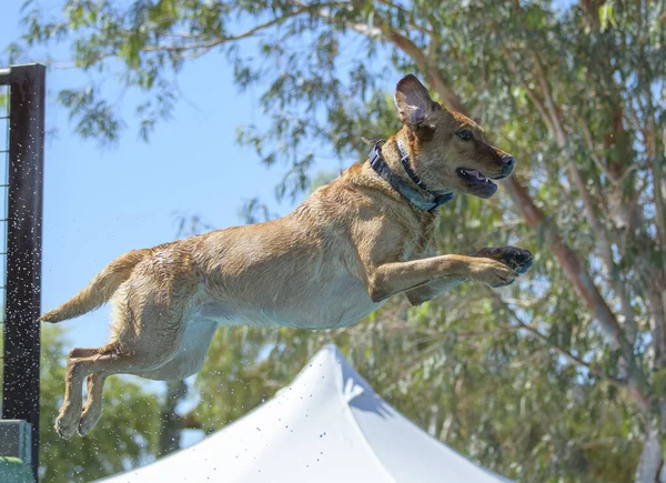 Yellow lab in a competition jumping into a pool