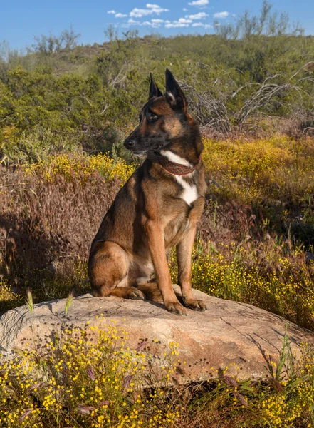 Φυσικό Φωτιστικό Πορτρέτο Σκύλου Μαλινόης Που Κάθεται Βράχο Στην Έρημο — Φωτογραφία Αρχείου