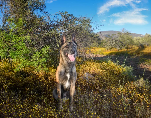 Belgijski Malinois Pustyni Pozował Naturalnego Portretu — Zdjęcie stockowe