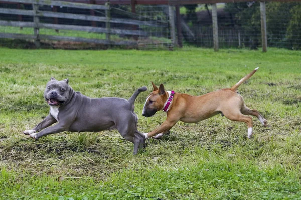 灰斗牛犬和一只红色迷你斗牛犬在草地上跑来跑去 — 图库照片