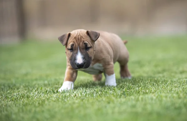 Rood Gekleurde Mini Bull Terrier Puppy Spelen Het Gras — Stockfoto