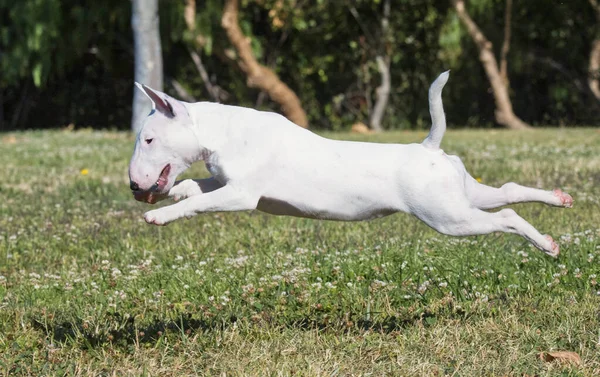 Mini Bull Terrier Esticado Pulando Sobre Grama Parque — Fotografia de Stock