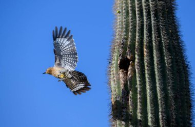 Gila woodpecker flying away from his nest in a cactus in the AZ desert clipart