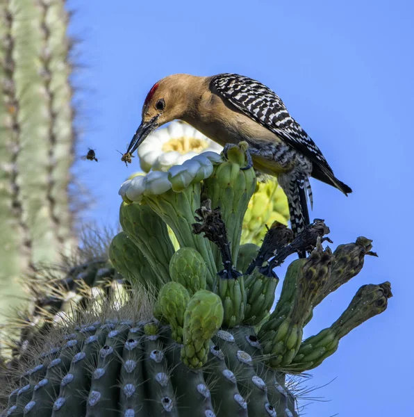 Yakınlarda uçan bir arı yakaladıktan sonra kaktüslü Gila ağaçkakanı.
