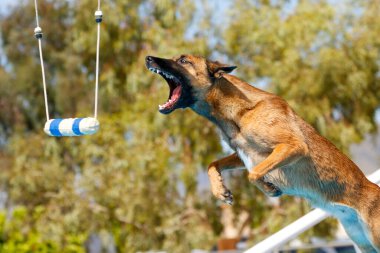 Belçikalı Malinois havadayken liman dalışında oyuncak kapmak üzere.