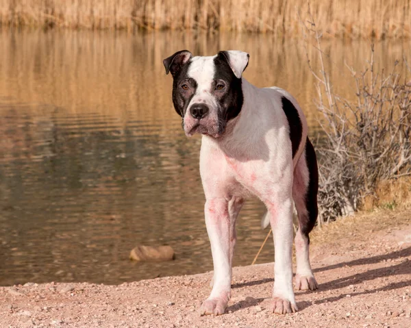 Pitbull Pies Pozowanie Nad Stawem Dla Naturalnego Portretu Oświetlenia — Zdjęcie stockowe