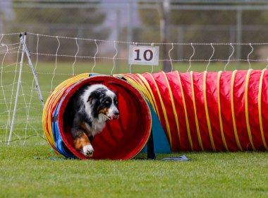 Avustralyalı köpek tünelden çıkarken çeviklik rotasında.