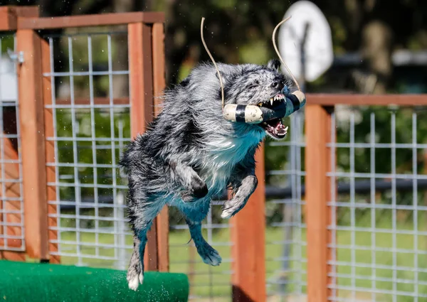 Aussie Σκυλί Μια Αποβάθρα Καταδύσεις Εκδήλωση Μετά Αρπάζοντας Ένα Παιχνίδι — Φωτογραφία Αρχείου