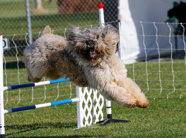 ブーヴィエ フランダースの犬がジャンプする敏捷性コースで — ストック写真