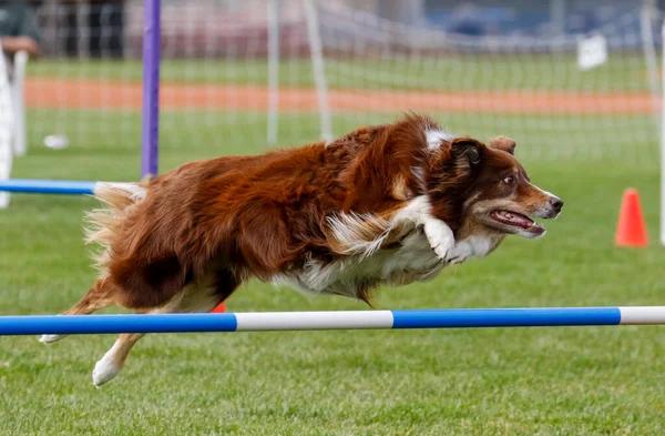 Border Collie Agility Course Going Jump — Stock Photo, Image