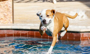 Kahverengi ve beyaz pitbull melez köpek yüzme havuzuna atlıyor.