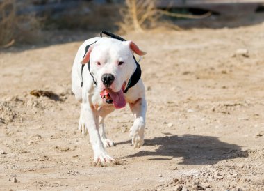 Baharda Nevada çölünde yürüyüşe çıkan beyaz pitbull.