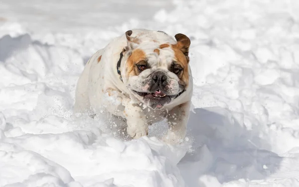 英国白人斗牛犬在冬天在雪地里奔跑 — 图库照片