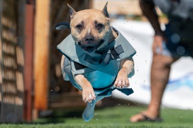 Gri yüzen yelek giymiş, havuza atlayan bir köpek miyim?
