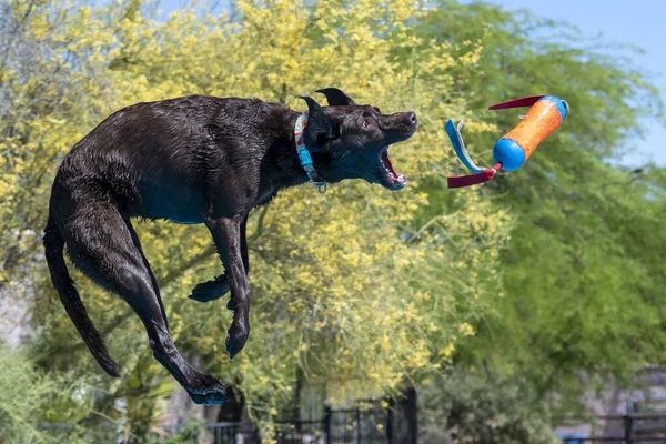 Chocolate Lab catching a toy thrown over a pool while in mid-air