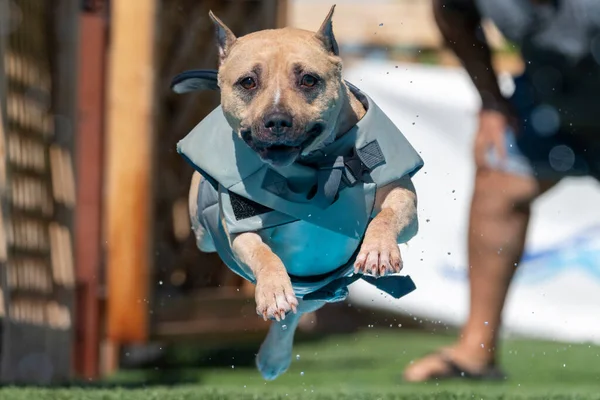 Sou Cão Equipe Colete Flutuante Cinza Pulando Uma Piscina — Fotografia de Stock