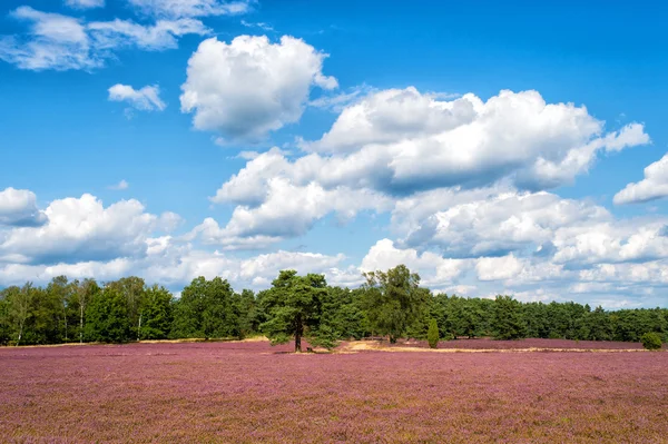 Terre de bruyère avec bruyère commune fleurie, fond naturel — Photo